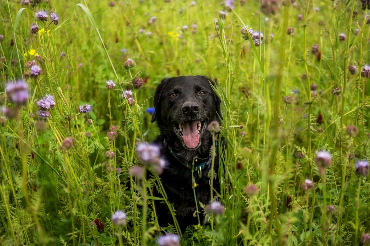 Labrador 2189324 3