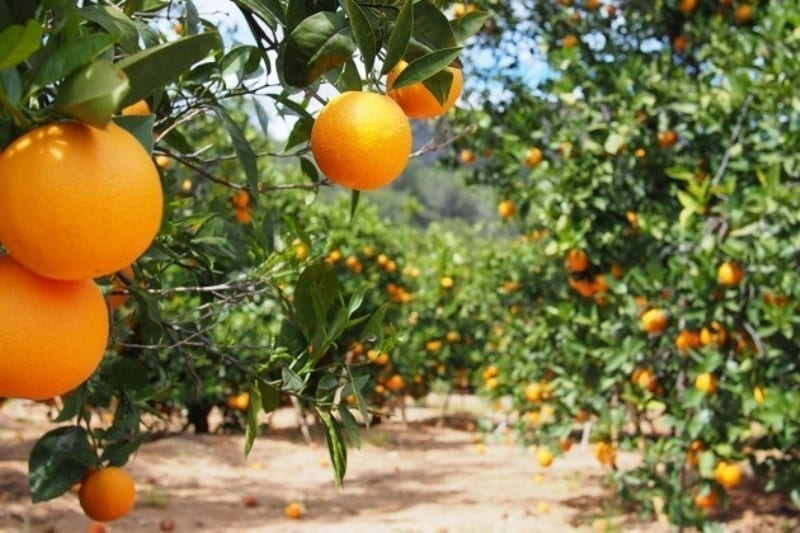 laranja