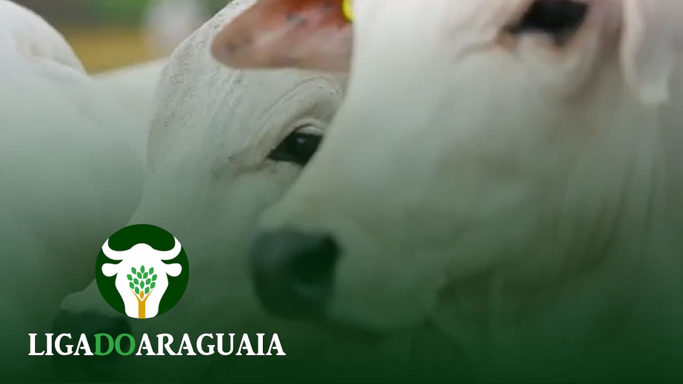 Liga do Araguaia