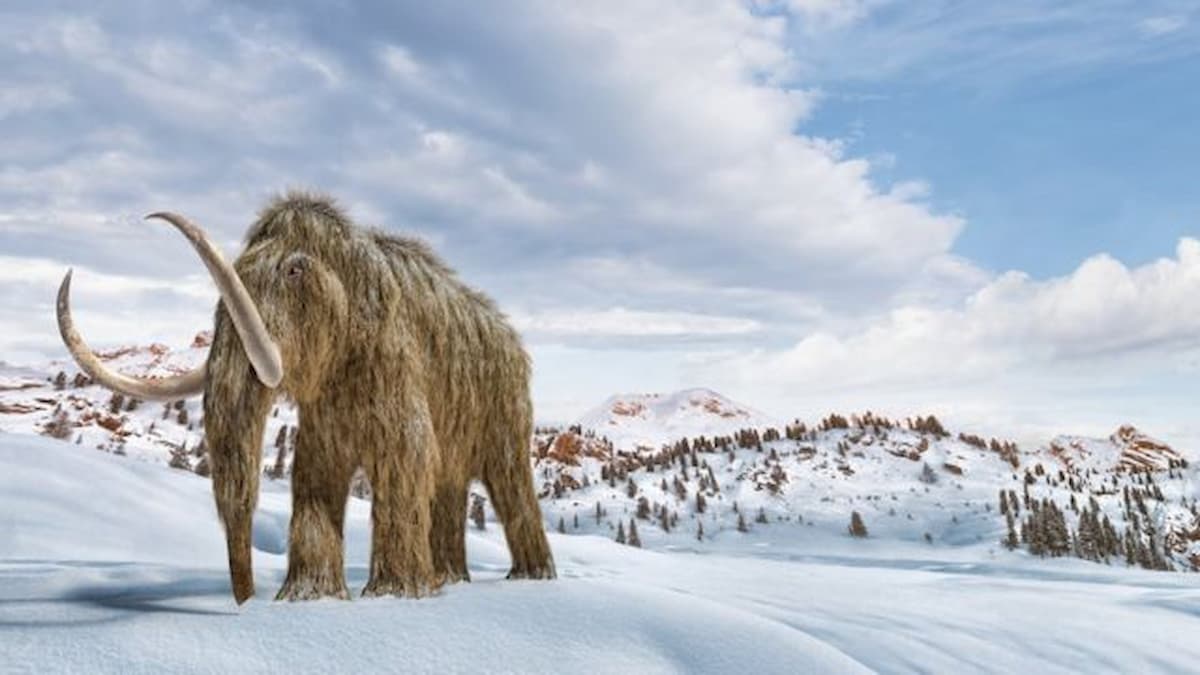 Cientistas querem ressuscitar mamute extinto para combater mudanças climáticas