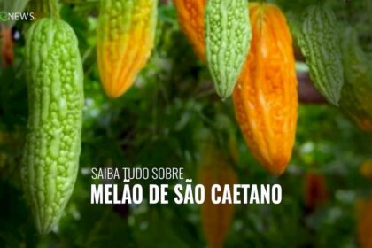 Melao De Sao Caetano Agronews Brasil