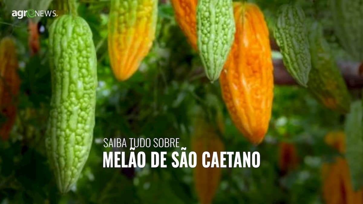 Melao De Sao Caetano Agronews Brasil