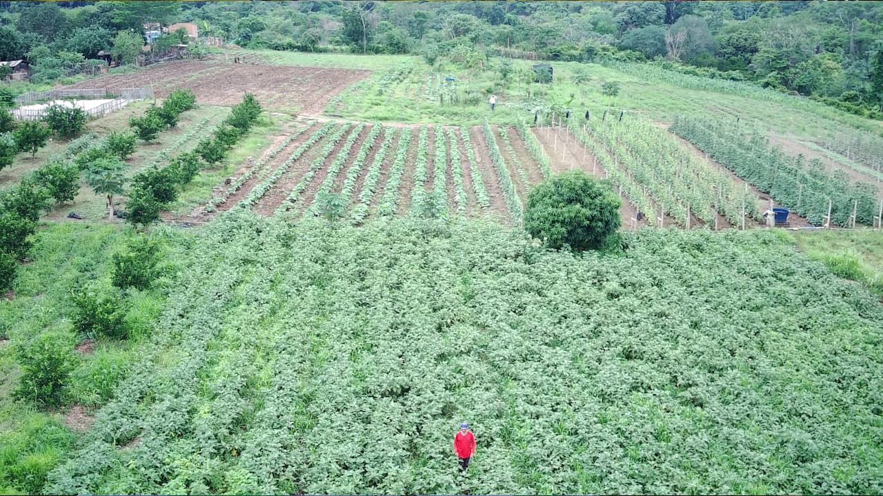 Programa Agro da Gente facilita logística de transporte da agricultura familiar em Cuiabá