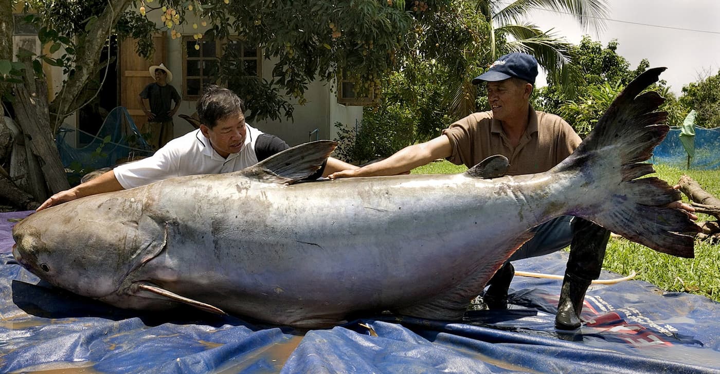 Incrível! 12 animais gigantes que existem de verdade