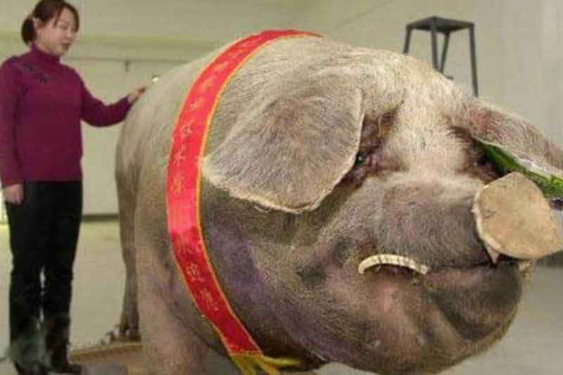 Incrível! 12 animais gigantes que existem de verdade