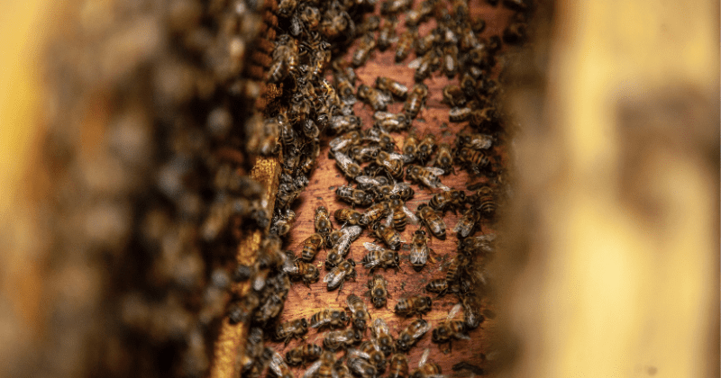 propolis contra covid-19