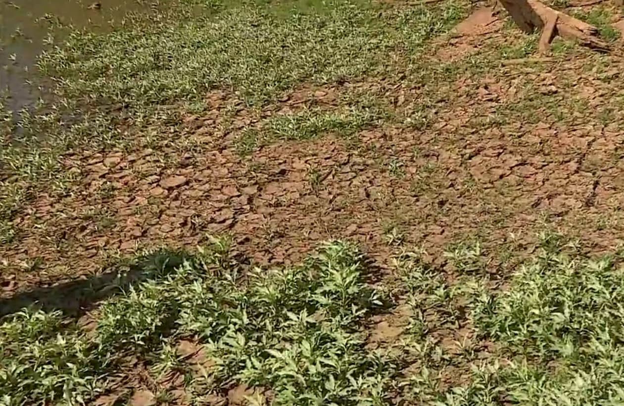 Solo Sem Chuva