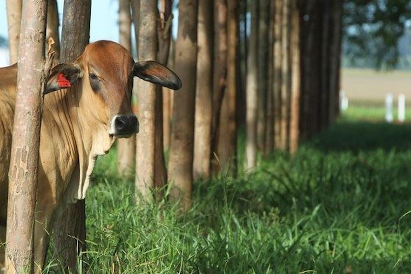 sustentabilidade na agropecuária