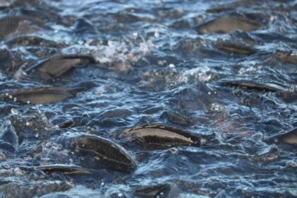 Tilapia Recirculacap De Agua