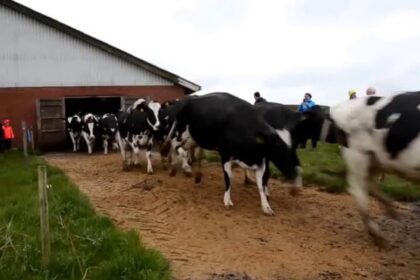 Vacas Dancando Na Dinamarca