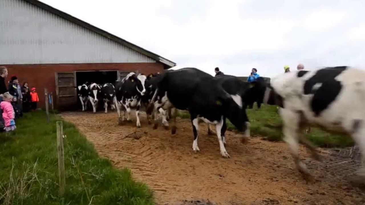 Vacas Dancando Na Dinamarca