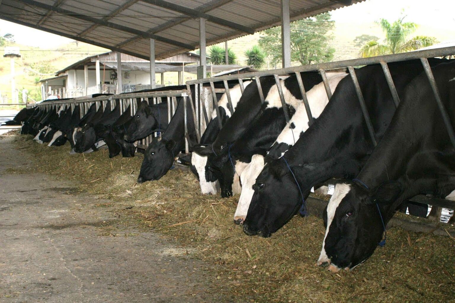 Vacas De Leite 3 1 1