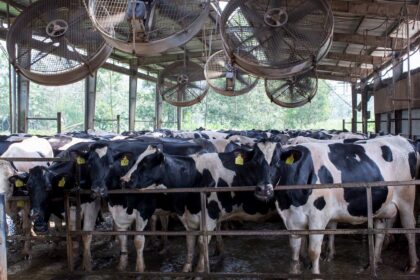 Vacas Holandesas Galpao Com Ventiladores No Verao Aumentam Os Casos De Estresse Termico Que Comprometem A Producao De Leite Foto Divulgacao 1