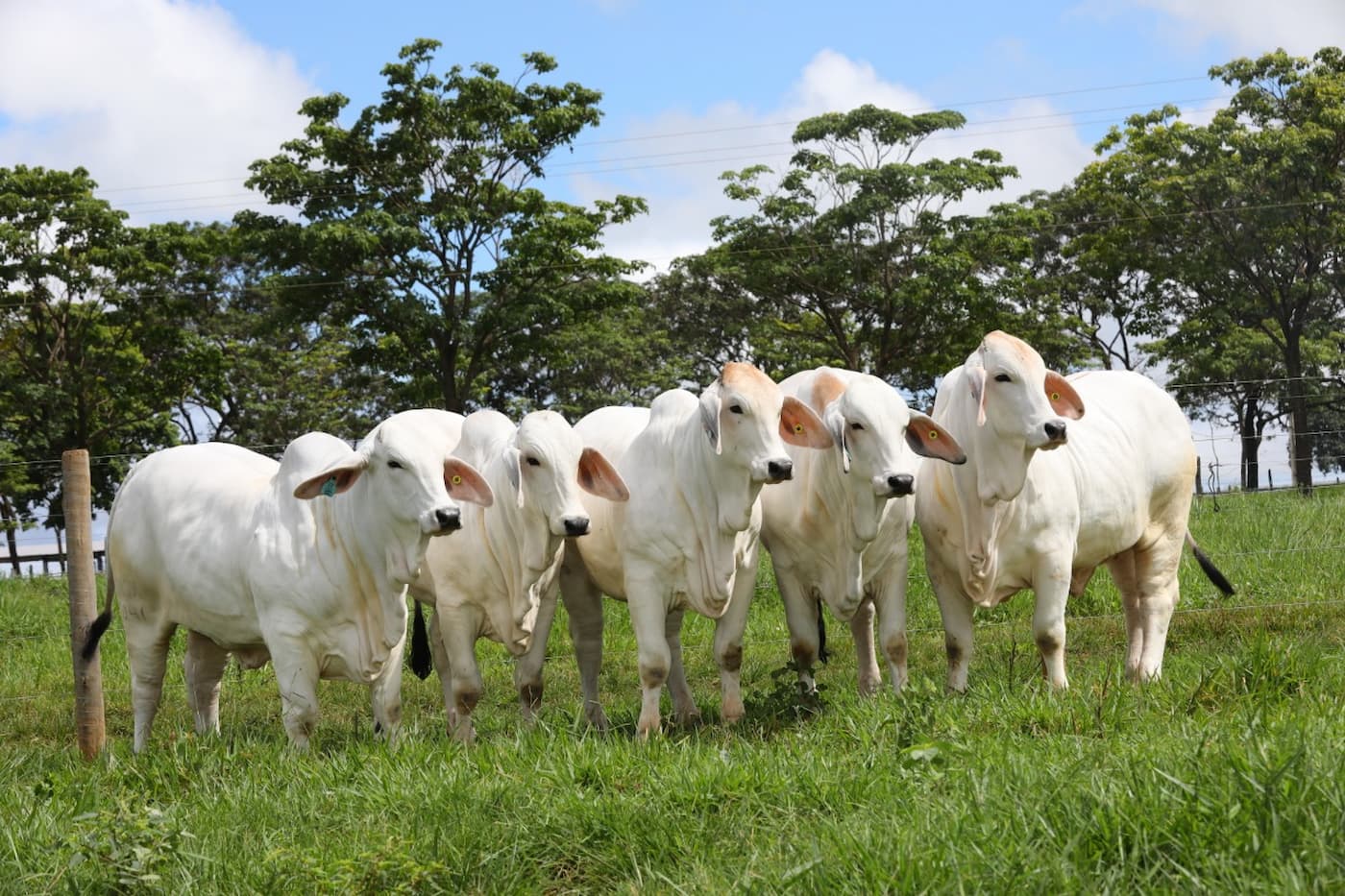 Brasil Vai Exportar Animais Brahman Para O Camboja