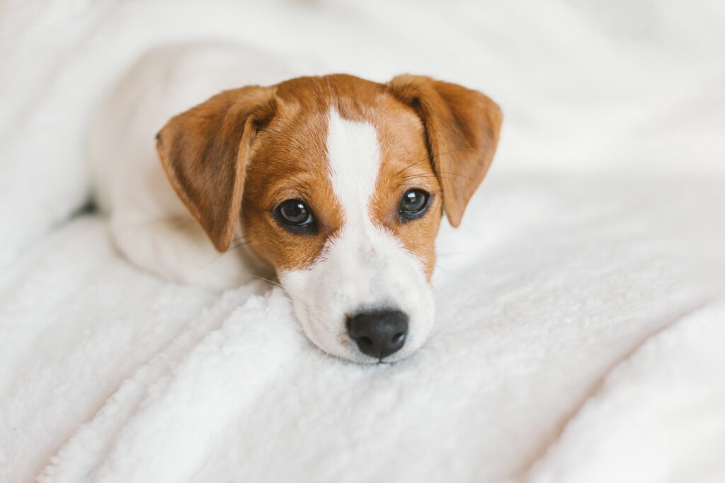 jack russel