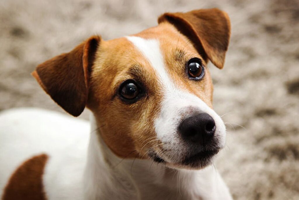 jack russel