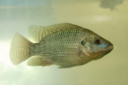 Tilapia 4