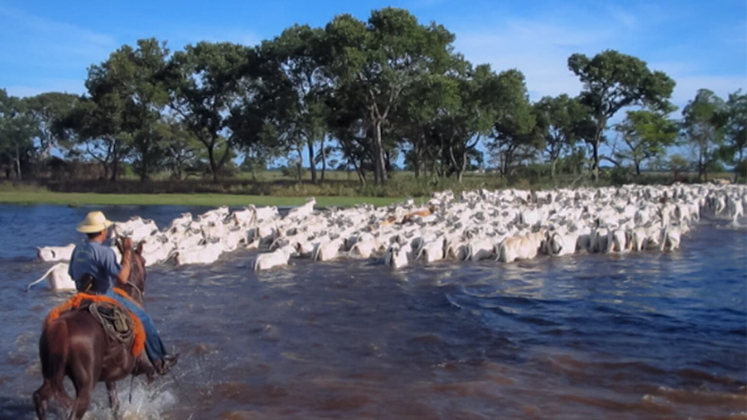 Boi Organico Do Pantanal