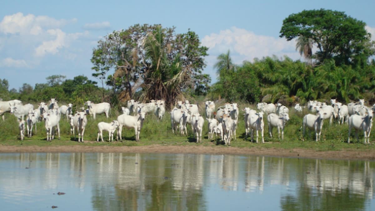 Com 40 mil bovinos orgânicos no Pantanal, abate triplicou em 2021