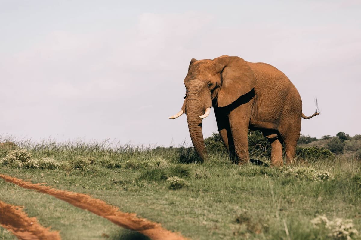 7 curiosidades sobre animais que você talvez ainda não saiba