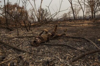 O Pantanal E Nossa Vida Agronews