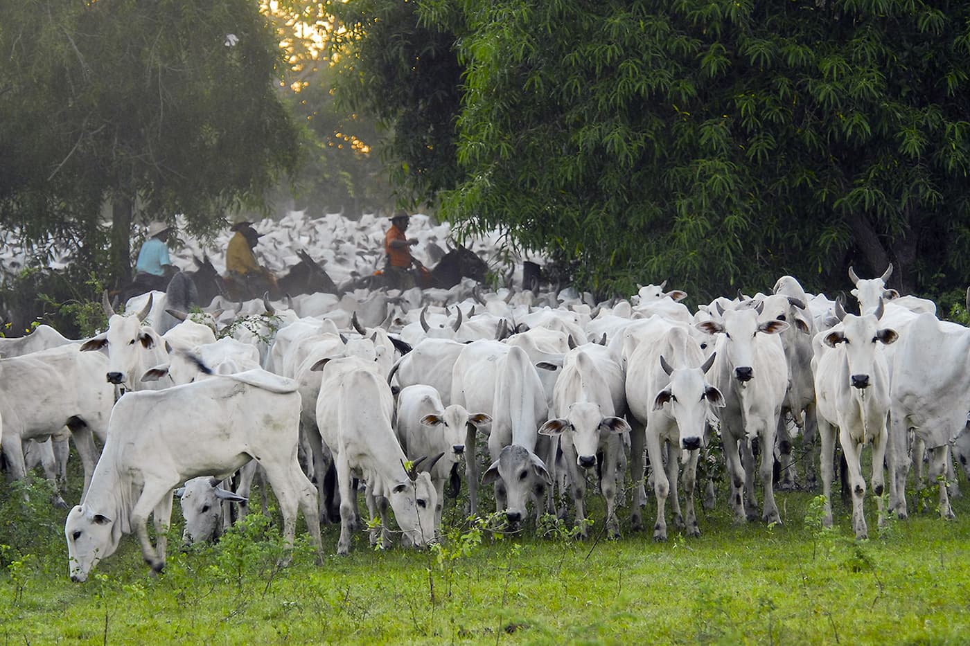 Dia Nacional da Pecuária, entenda a importância desta data