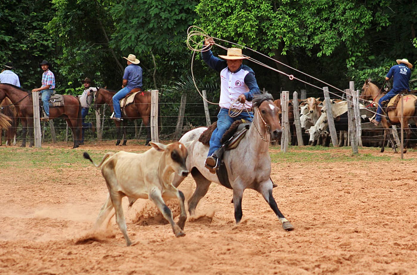 Prova Do Laco Expoagro