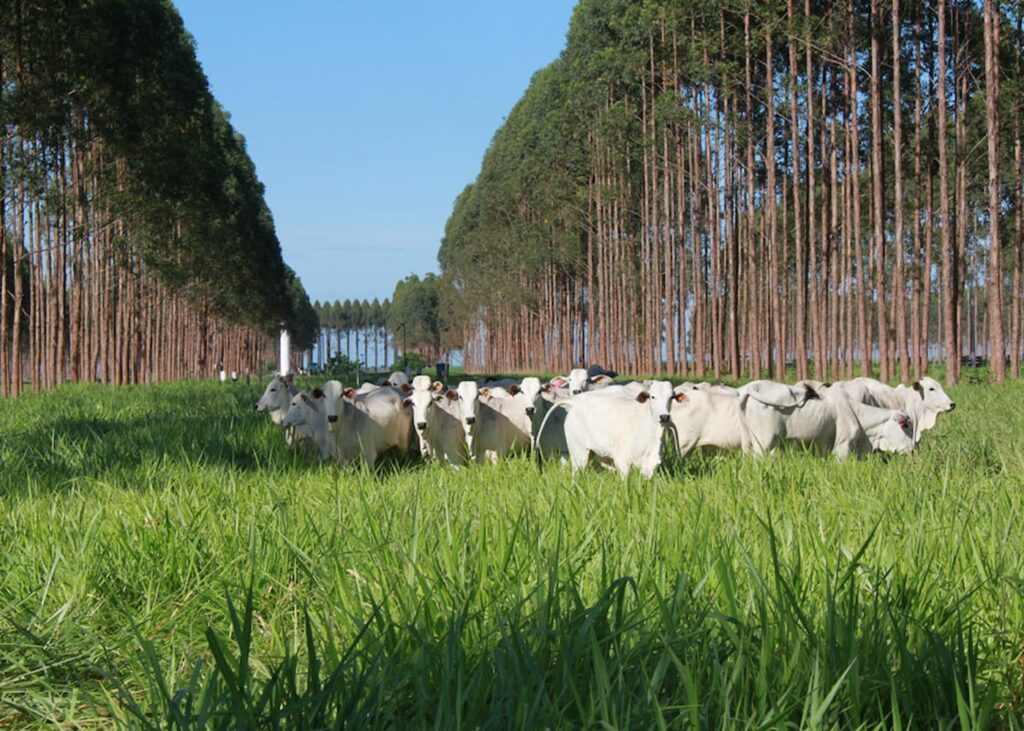 ILPF carne bovina efeito estufa capim