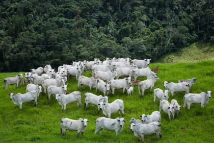 Bovinos Foto Wenderson Araujo Cna