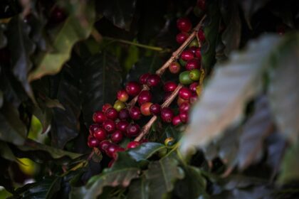 mercado do café