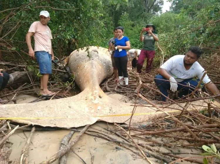 Baleia na Floresta Amazônica? Sim e cientistas ficaram chocados ao encontrá-la