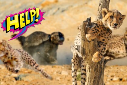 Incrivel Texugo Encara 3 Leopardos E Poe Felinos Pra Correr