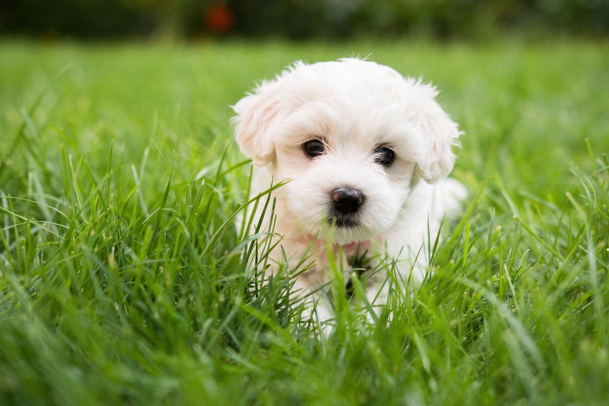 Cachorro acredita ser um pintinho e é adotado por galinha choca e galo