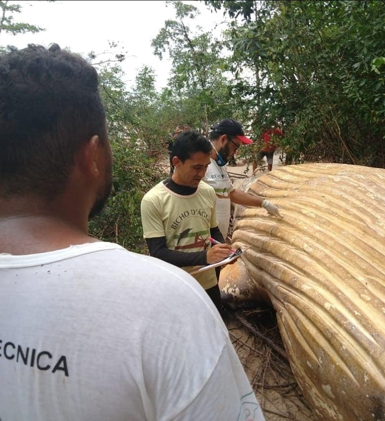 Baleia Na Floresta Amazonica