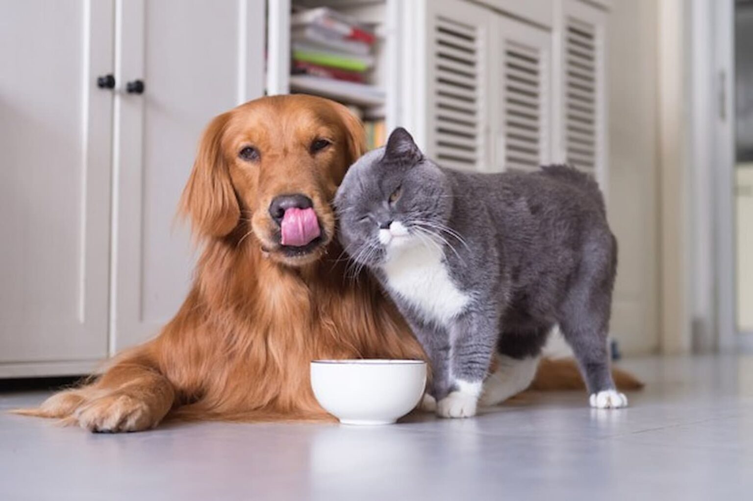 Cachorro E Gato Bebendo Agua