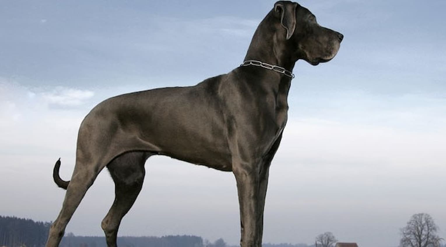 Cachorro Gigante