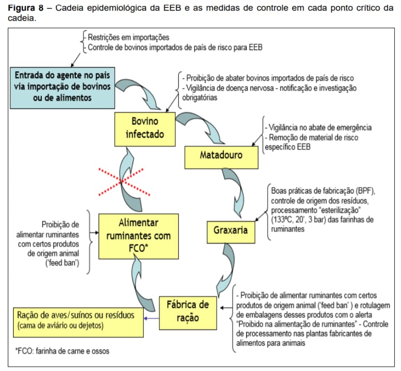 MAPA diz que mortes na Bahia não tem relação com EEB (Vaca louca)