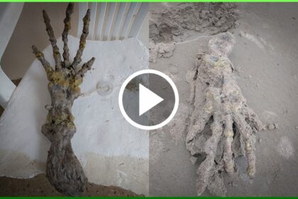 Esqueleto De Mao Gigante Humanoide Misteriosa Aparece Na Praia Agronews