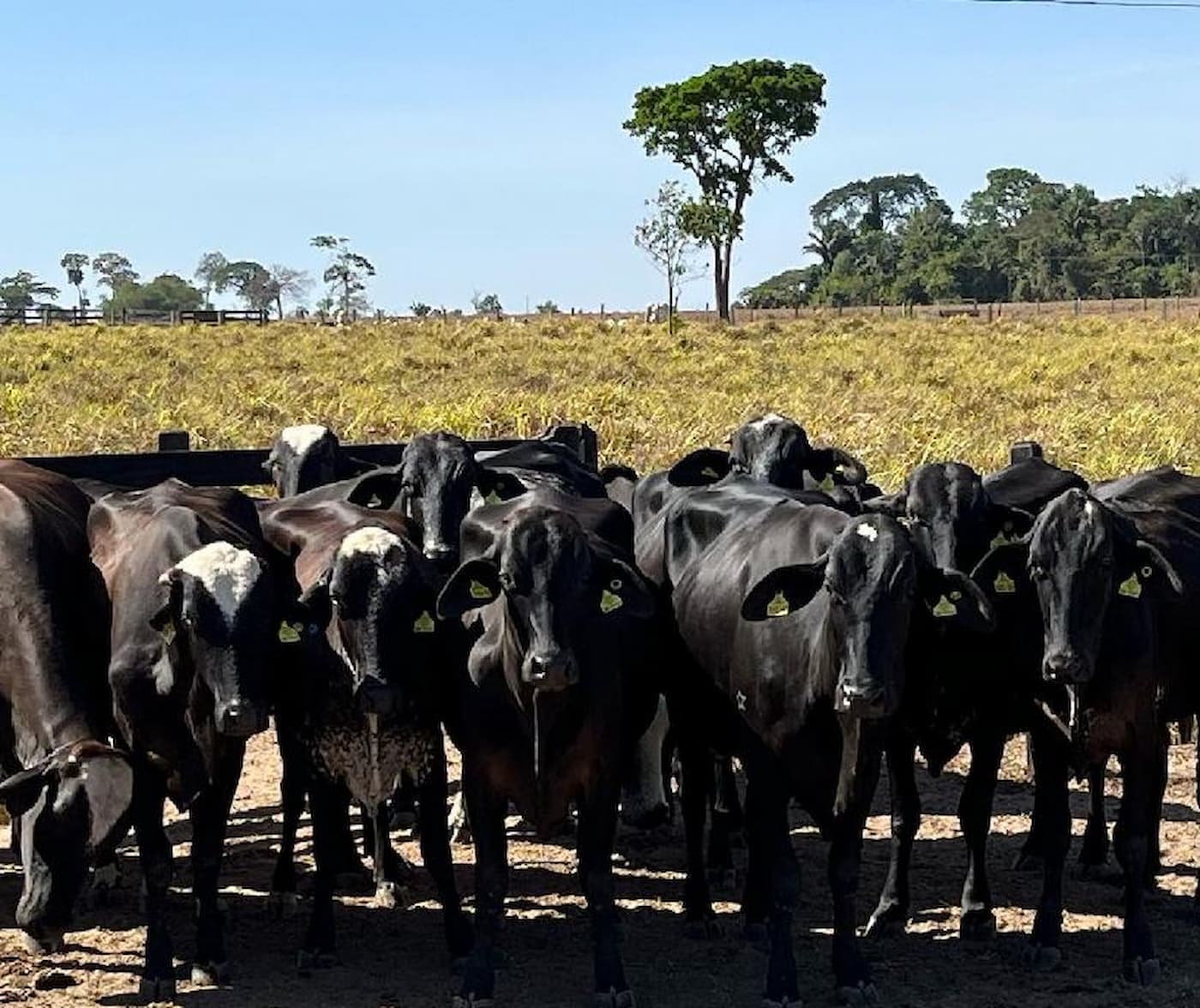 Governo De Mt Entrega Novilhas Prenhas De Raca Leiteira Para Agricultura Familiar