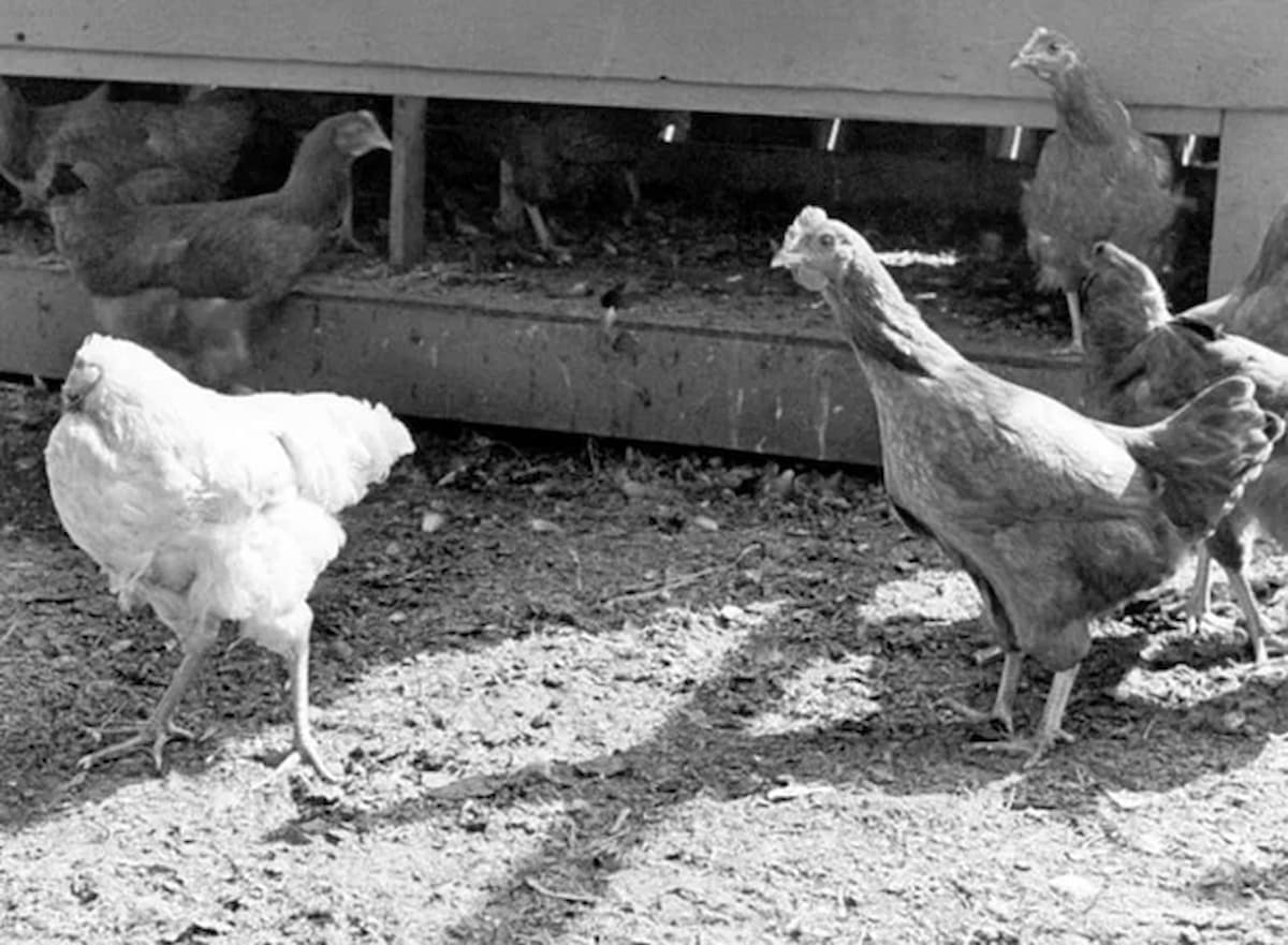 Conheça a história de Mike, o frango sem cabeça 