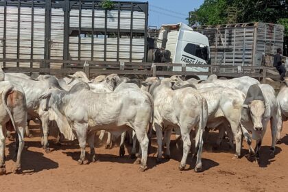 Prova De Ganho De Peso Nelore Mt