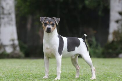 Terrier Brasileiro Credito Edmilson Reis 1