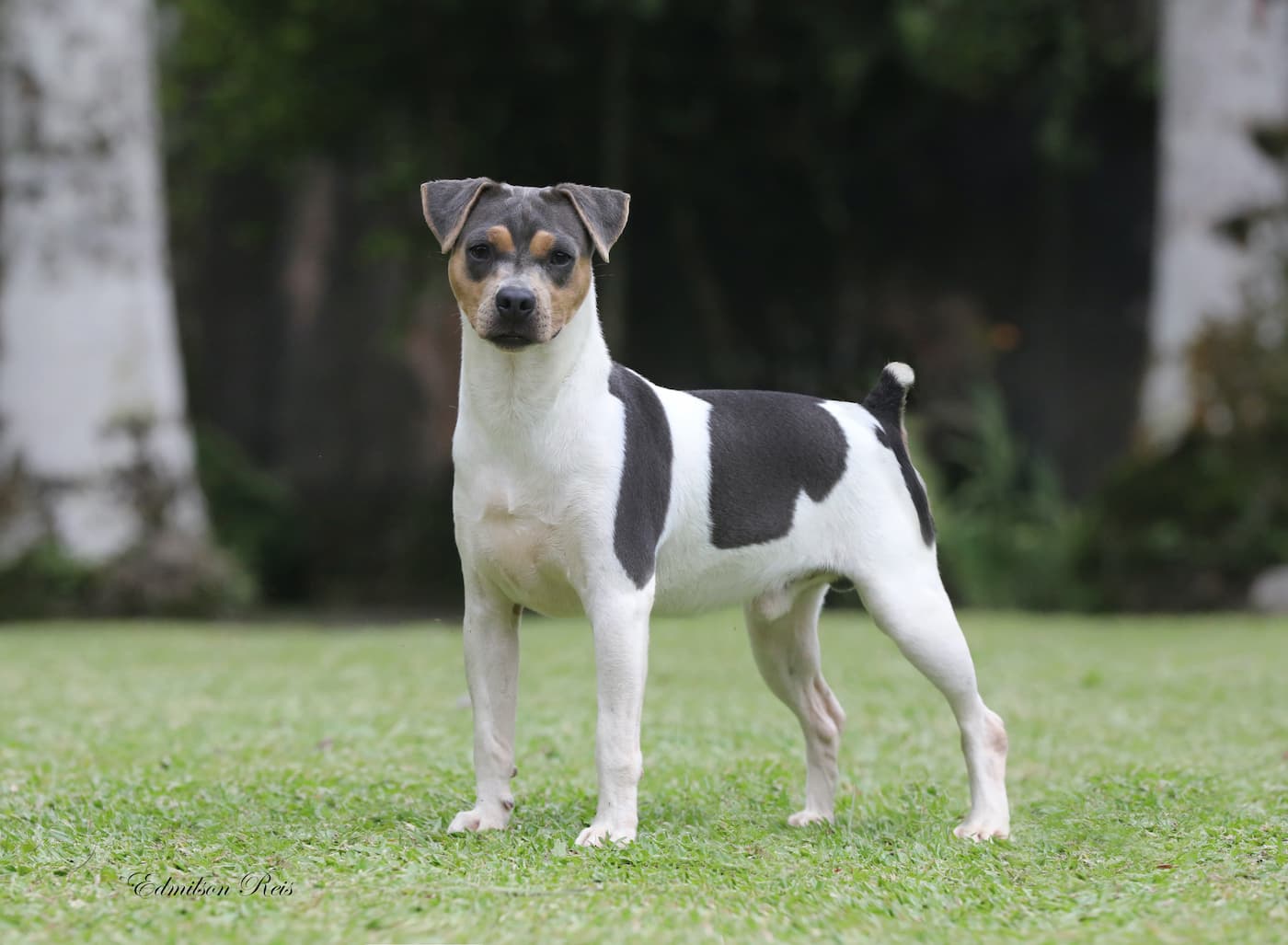 Terrier Brasileiro Credito Edmilson Reis 1