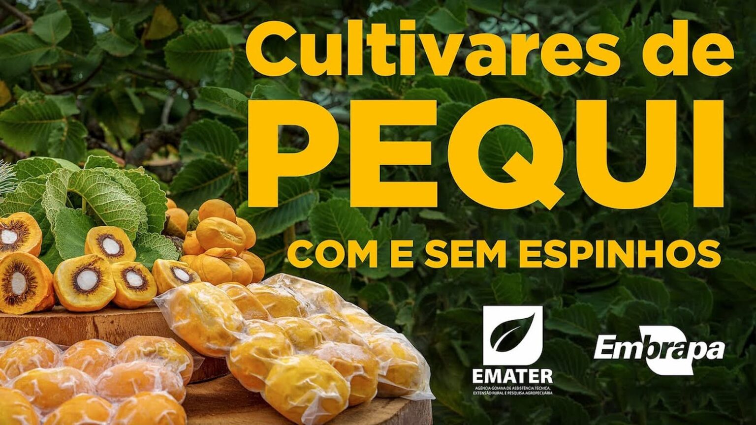 Pequi Sem Espinhos Embrapa Agronews