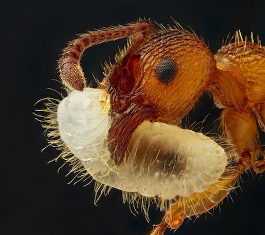 Leite de formiga? ciência descobre algo impressionante