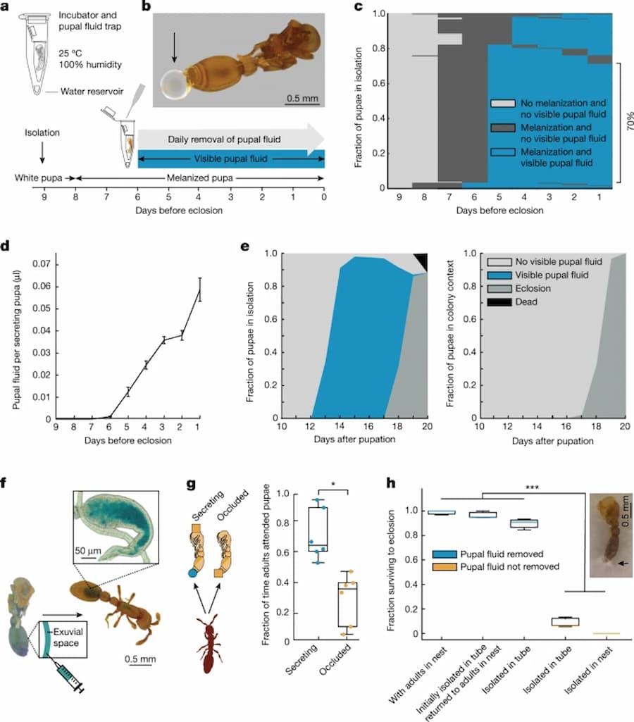 Leite de formiga? ciência descobre algo impressionante