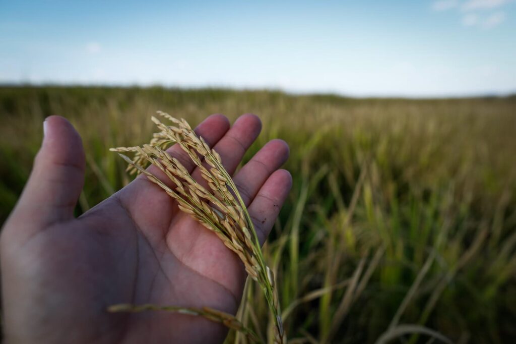 Alta demanda externa impulsiona preços do arroz, confira!