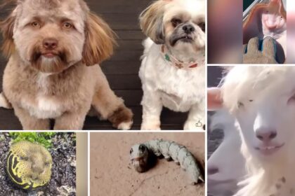 11 Animais Com Rostos Humanos Que Fizeram A Internet Explodir Agronews