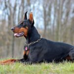 Dobermann, o cachorro leal e silencioso