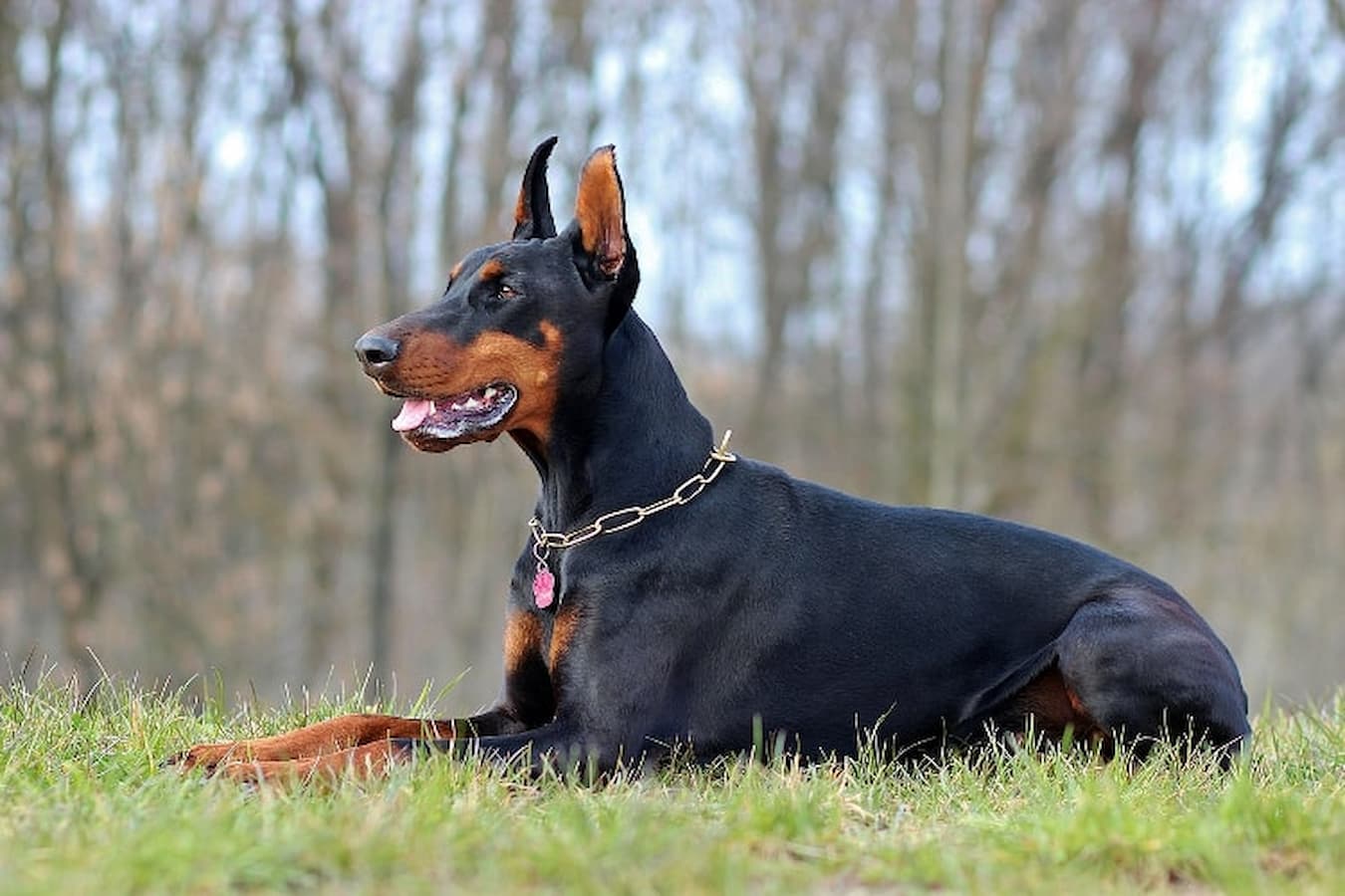 Dobermann Grama 1